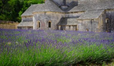 cara menanam bunga lavender