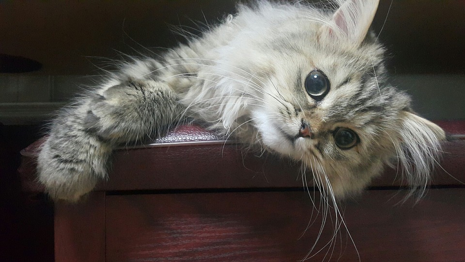 kucing persia medium